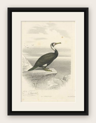 Antique Print of a Cormorant Bird, circa 1860, shown framed
