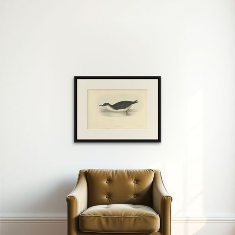 Manks Shearwater, Antique Bird Print by John Gould, c.1832, shown framed on a wall