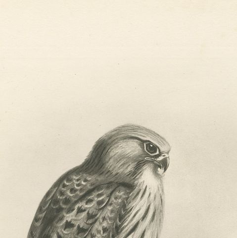 Antique Common Kestrel Bird Print by Lilian M. Medland, 1908, close-up 6