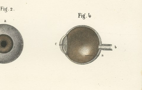 The Eyeball and Its Vessels, Antique Hirschfeld Anatomy Print, 1866, view 5