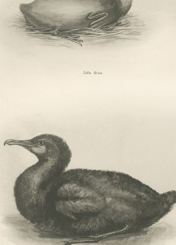 Young Cormorants, Antique Bird Print after Lilian Medland, circa 1909, close-up 1