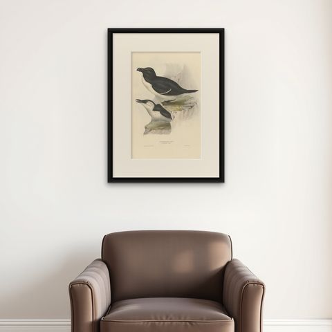 Elegant Hand-Colored Print of the Razor-Bill Auk by John Gould, c.1832, shown framed on a wall