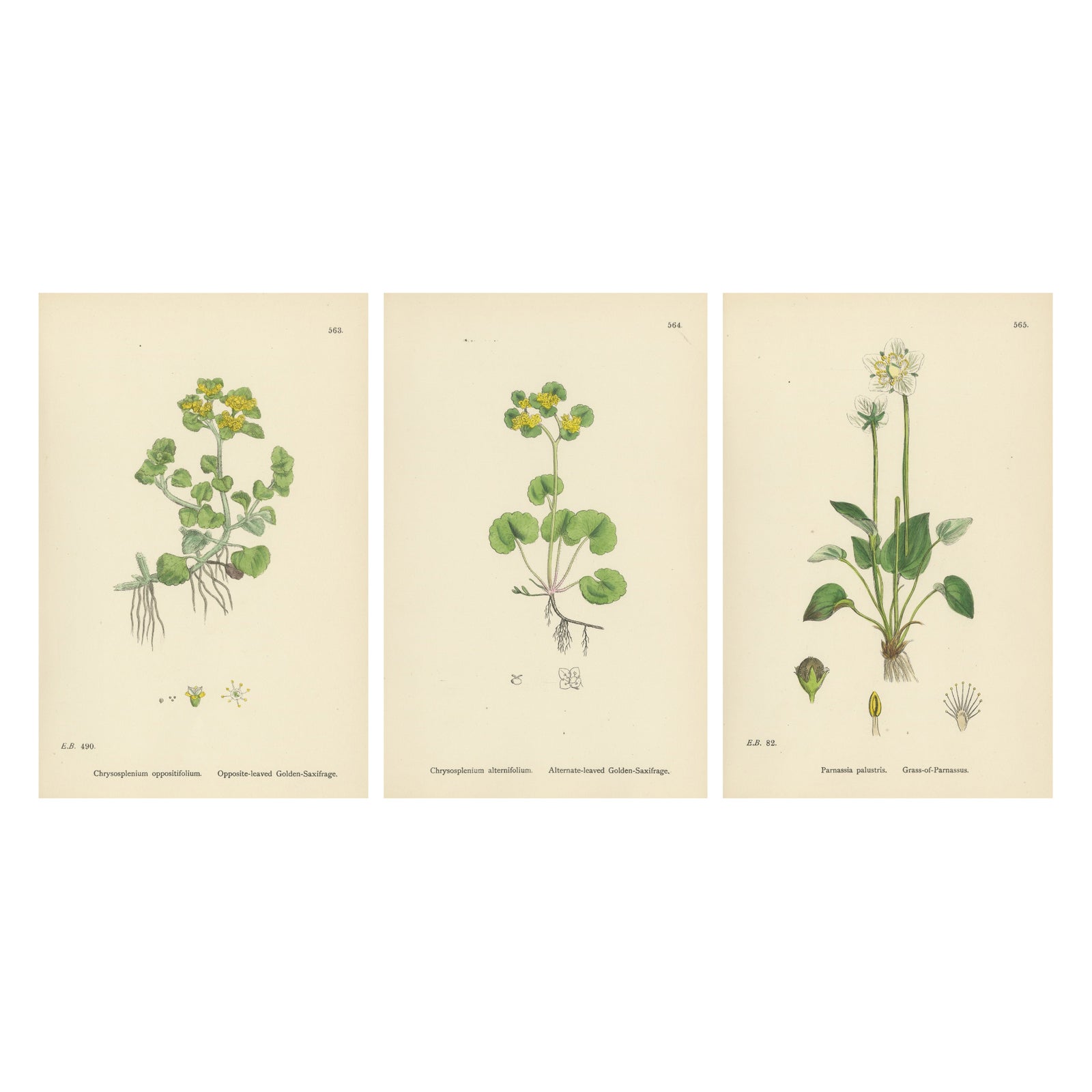 Hand-Colored Botanical Engravings of Golden Saxifrage & Grass-of-Parnassus, 1902