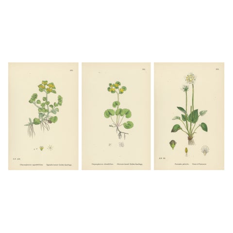 Hand-Colored Botanical Engravings of Golden Saxifrage & Grass-of-Parnassus, 1902