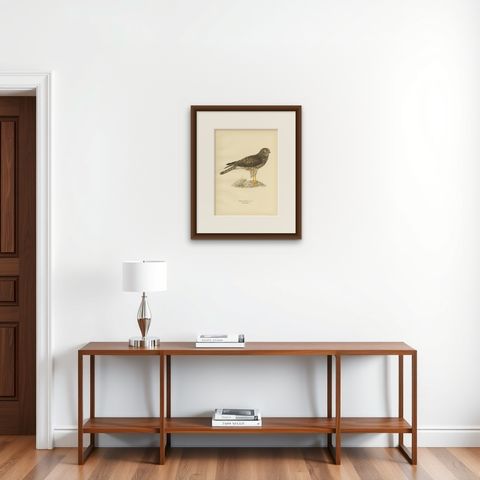 Antique Bird Print of a Female Hen Harrier by Von Wright '1929', shown framed on a wall