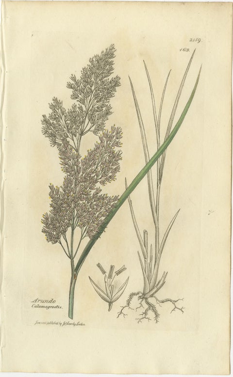 Set of 8 Antique Botanical Engravings of Bromus Brome Grasses, c.1830, view 2