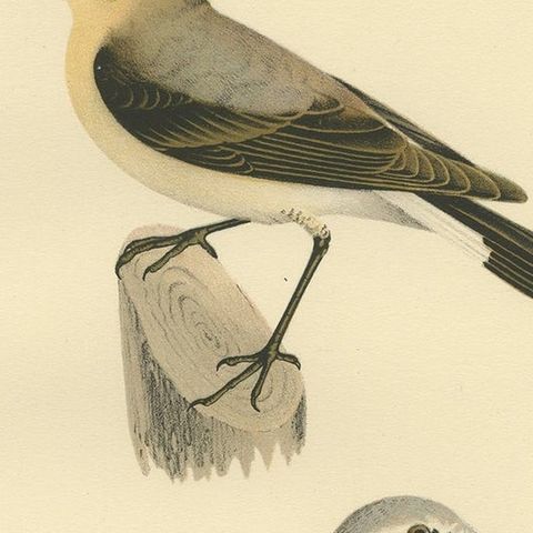 Antique Bird Print of the Northern Wheatear by Von Wright, 1927, close-up 2