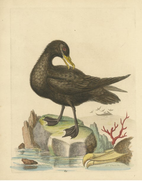 Antique Bird Print of the Great Black Petrel, view 3