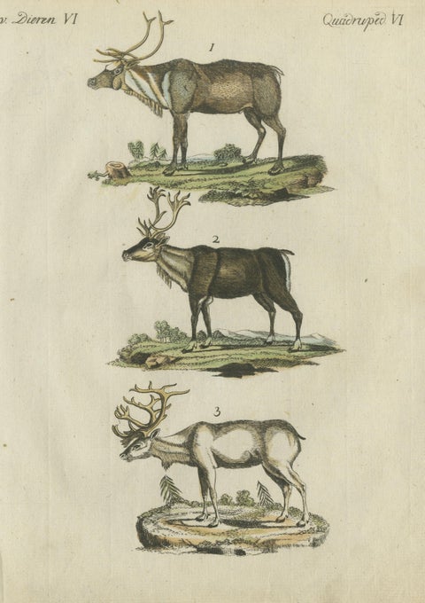 Original Hand Colored Antique Engraving of Reindeer, Published circa 1820, view 3