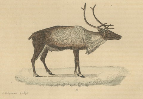 Graceful Grazers: The White-Tailed Deer and the Reindeer, 1845, close-up 1