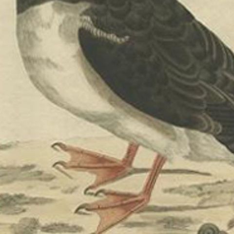 Alca arctica, Antique Atlantic Puffin Print by Nozeman & Sepp, 1809, close-up 1