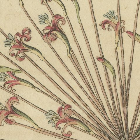Brunsvigia Candelabra Lily Flower Head, Antique Bertuch Print, circa 1815, close-up 4