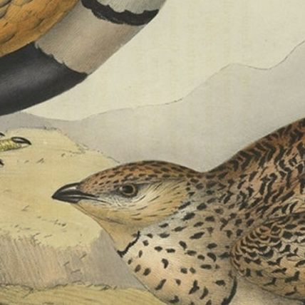 Antique Hand-Colored Bird Print of the Sand Grouse by Gould, 1832, close-up 6