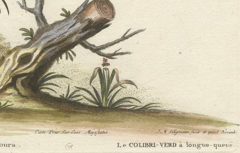 Long-Tailed Green Hummingbird Engraving by J.M. Seligmann after Edwards, ca.1770, close-up 1