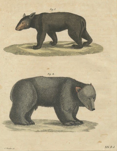 Antique Tapir & Bear Zoological Engraving, Bertuch, c. 1800, close-up 2