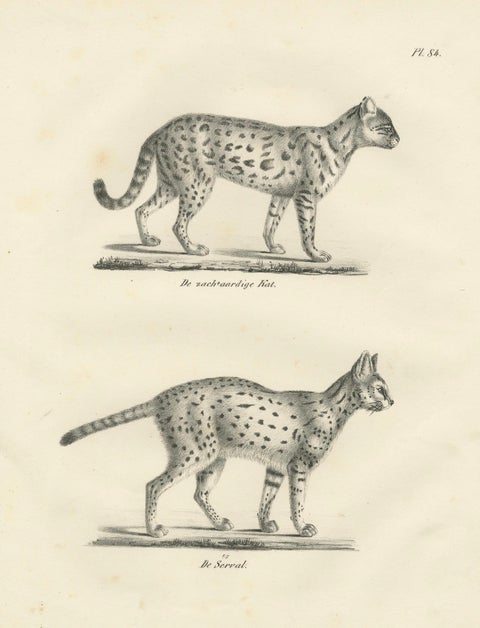 19th-Century Lithograph of the Gentle Cat and the Serval in Elegant Poses, close-up 5