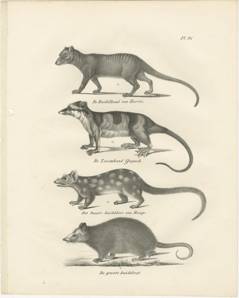 Rare 19th-Century Lithograph of Marsupials Including the Thylacine and Yapok, view 2