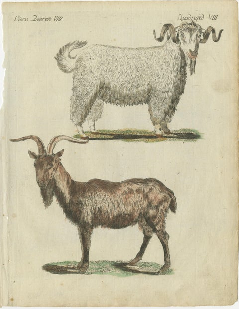 Hand Colored Antique Print of a Goat and Angora Goat, view 2