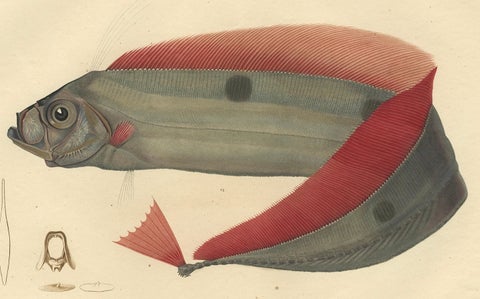 Rare Handcolored Fish Print of the Trachipterus trachypterus, a Ribbonfish, 1842, close-up 2