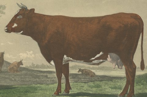 Flemish Cow, Antique French Cattle Print, Riffaut Heliogravure, 1873, view 3