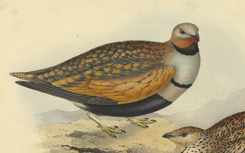 Antique Hand-Colored Bird Print of the Sand Grouse by Gould, 1832, close-up 3