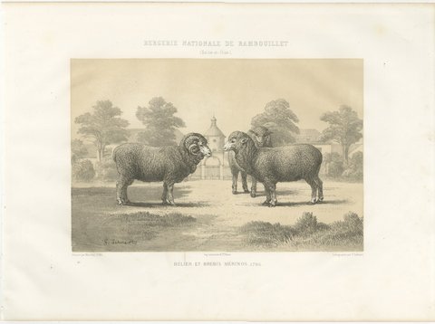 Rambouillet Merino Ram and Ewe of 1786, Antique Sheep Print, 1873, view 2