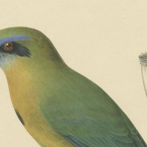 Original Antique Bird Print of a Keel-Billed Motmot, 'c.1850', close-up 1