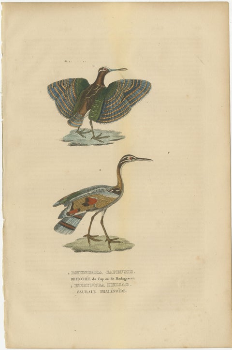 Original Hand-Colored Bird Print of a Painted Snipe and Sunbittern Bird, view 2