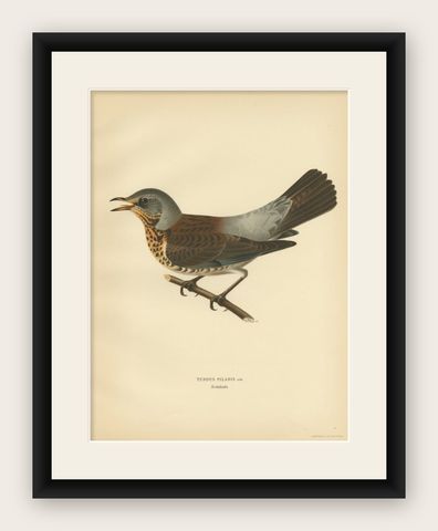 Antique Bird Print of the Fieldfare by Von Wright, 1927, shown framed