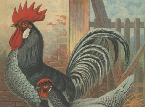 The Elegant Andalusian Chicken - A Rare 19th Century Poultry Lithograph, close-up 2