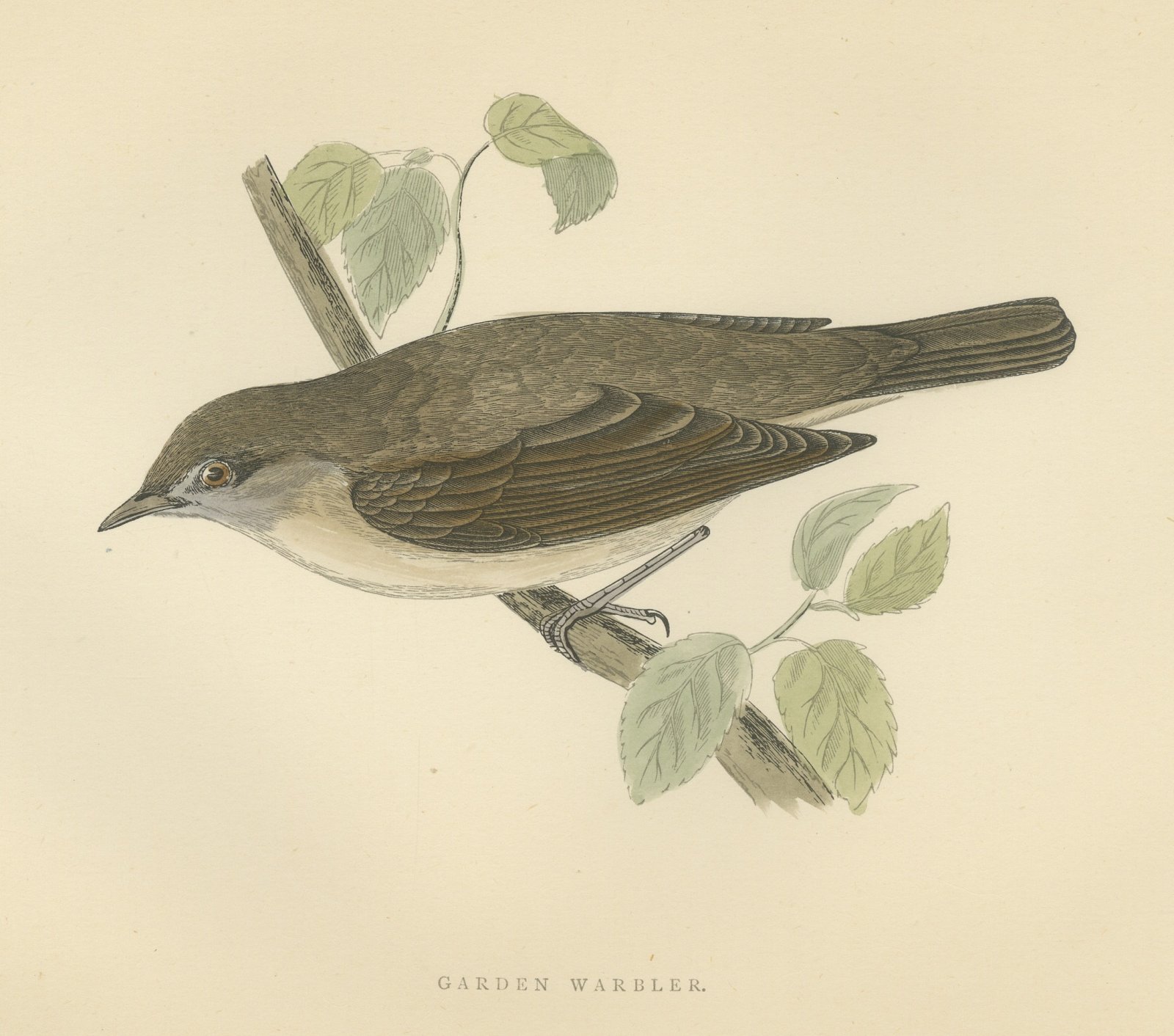 Garden Warbler on a Branch, Hand Colored Antique Bird Print, Morris, 1896