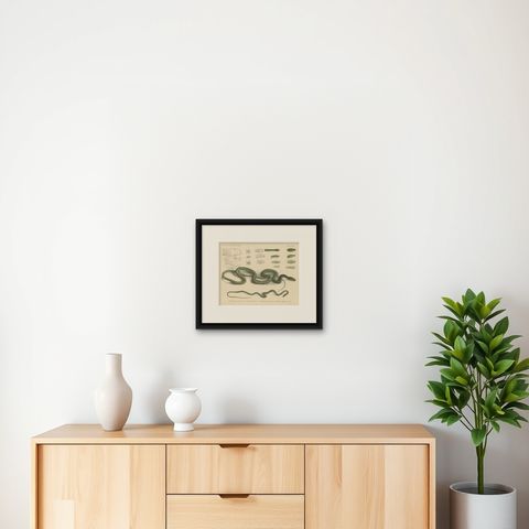 Antique Print of Philothamnus and other Snake Species, shown framed on a wall