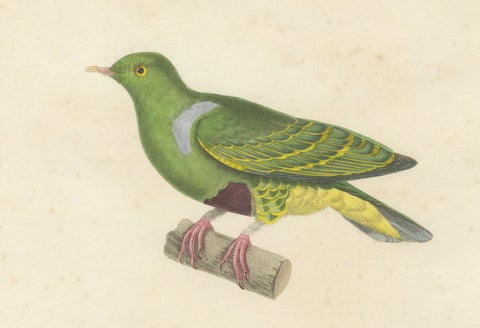 Rare Ornithological Illustration of the Male Dwarf Pigeon (Colombe naine), 1838, close-up 3