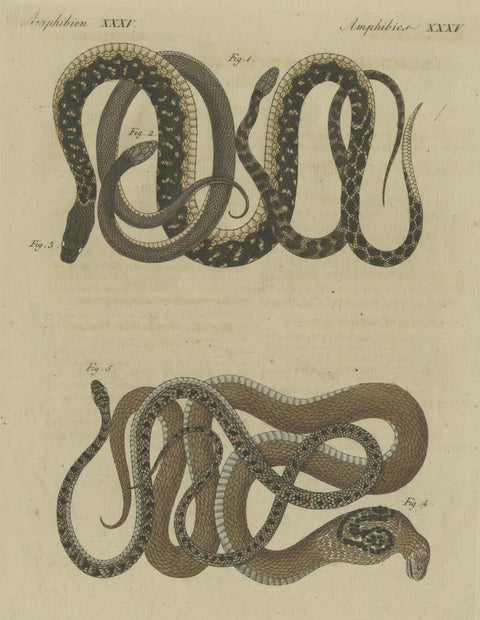 Hand-colored EngravingS of Five various Snakes, incl Dahl's Whip Snake, ca.1800, close-up 3