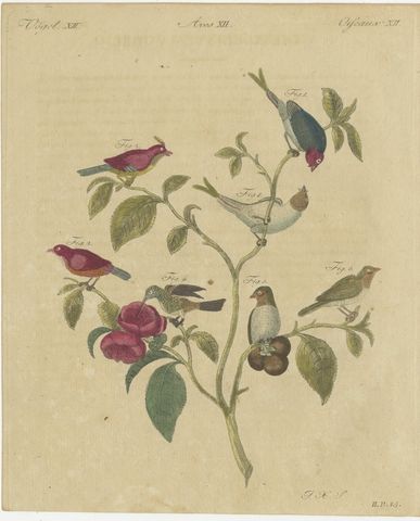 Exotic Finches and Hummingbird, Antique Bertuch Print, Vienna, circa 1805