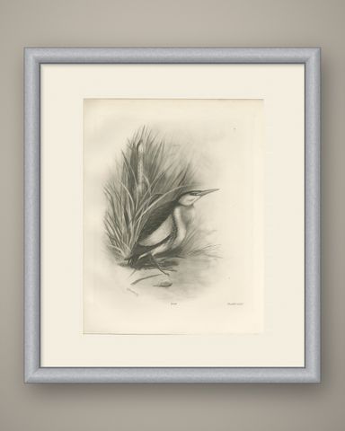 Little Bittern, Antique Bird Print after Lilian Medland, circa 1909, shown framed
