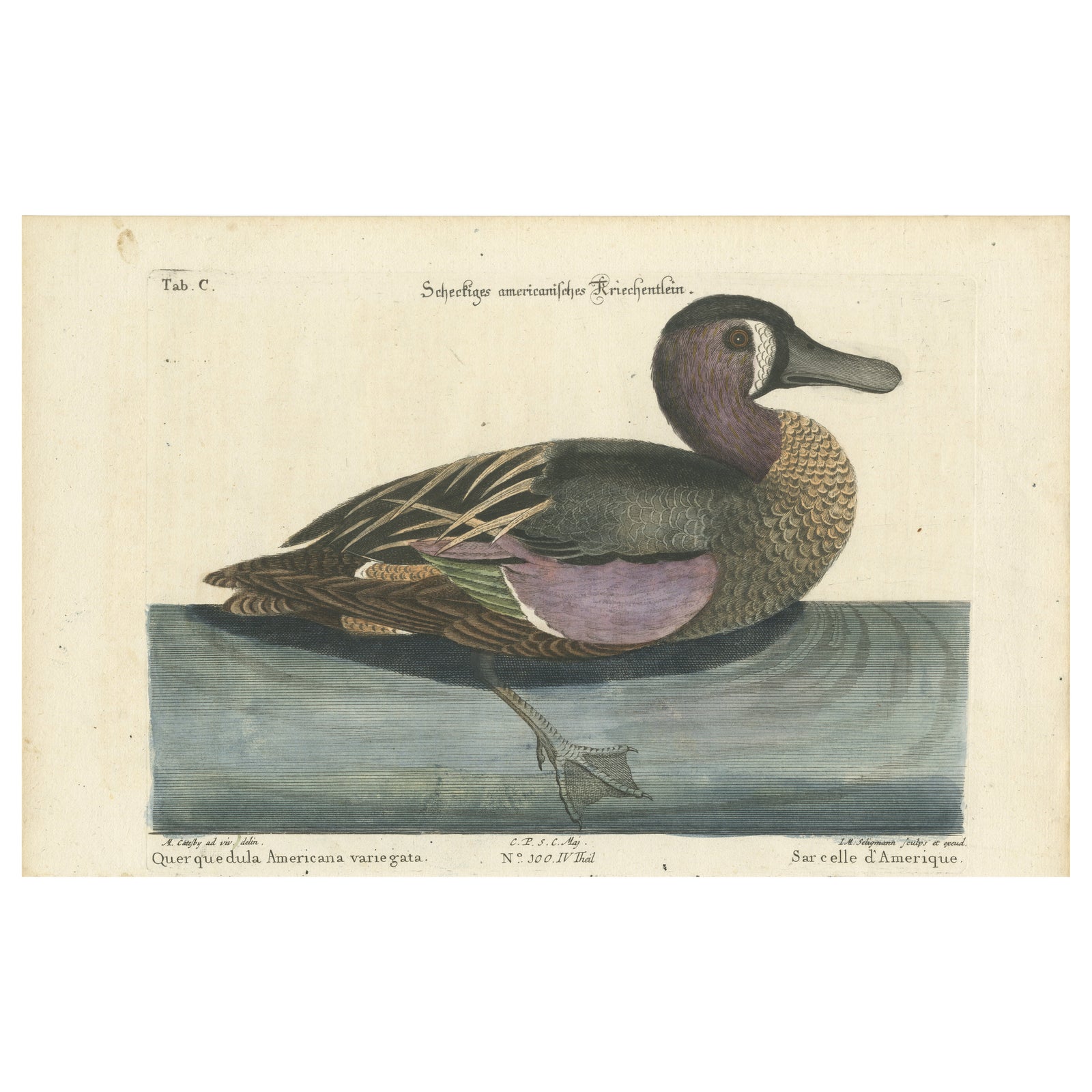 Hand-Colored Engraving of the American Variegated Teal by Seligmann, ca.1770
