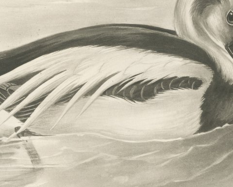 Long-tailed Duck Drake in Winter Plumage after Lilian Medland, c. 1909, close-up 2