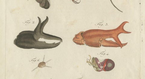 Original Antique Anatomical Print of a European Crayfish by Bertuch, c.1800, close-up 2
