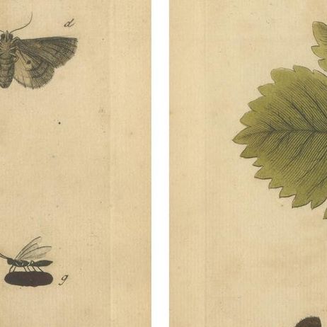 Antique English Moths with Garden Flowers, Hand-Colored Engravings 1720, close-up 1