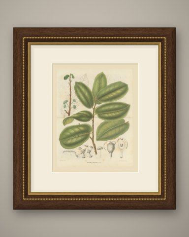 Antiaris Toxicaria, the Upas Tree, Branch with Details, 1859, shown framed