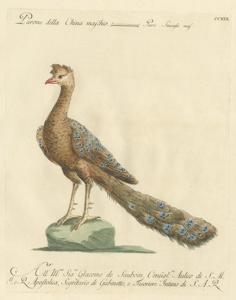 Antique Bird Print of a Peacock by Manetti, 'circa 1770', view 4