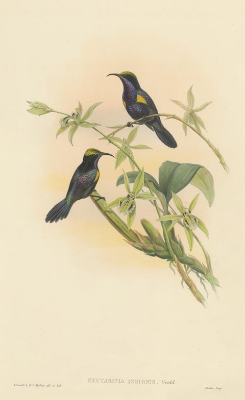 Antique Bird Print of the Copper-Throated Sunbird by Gould 'circa 1850', view 2