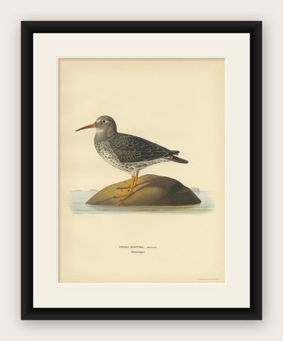 Antique Bird Print of the Purple Sandpiper by Von Wright, 1929, shown framed