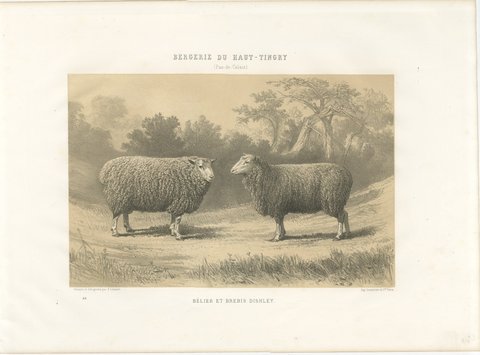 Dishley Ram and Ewe of Haut-Tingry, Antique French Sheep Print, 1873, view 2