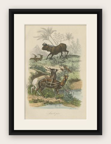 Antique Print of Antelopes, 1854, shown framed