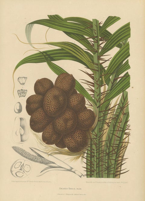 Antique Salak Palm Botanical Chromolithograph by Hoola van Nooten, c. 1880, close-up 1