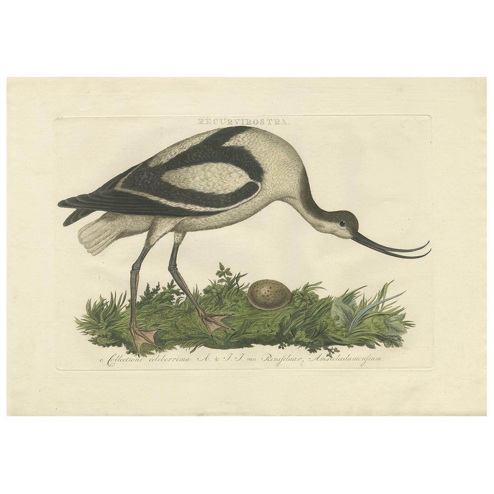 Recurvirostra Antique Print of Pied Avocet, Ornithological Study, 1770