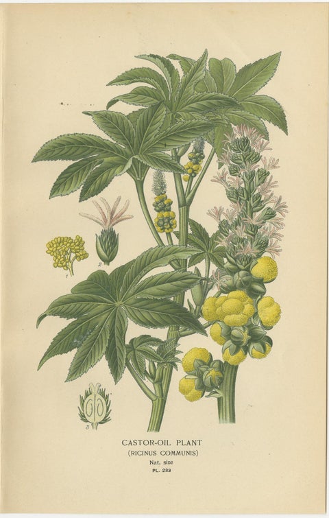 1897 Botanical Print, Castor-Oil Plant (Ricinus Communis), view 2