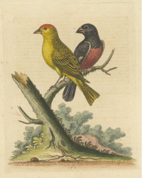 Antique Bird Print of Small Birds from Angola, view 3